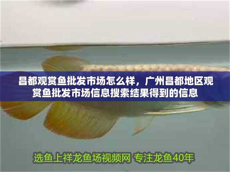 昌都觀賞魚批發(fā)市場怎么樣，廣州昌都地區(qū)觀賞魚批發(fā)市場信息搜索結(jié)果得到的信息