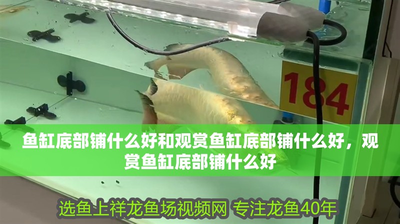 魚缸底部鋪什么好和觀賞魚缸底部鋪什么好，觀賞魚缸底部鋪什么好