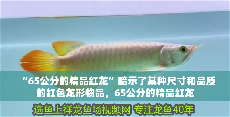 “65公分的精品紅龍”暗示了某種尺寸和品質(zhì)的紅色龍形物品，65公分的精品紅龍