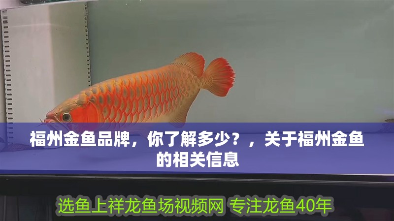 福州金魚品牌，你了解多少？，關于福州金魚的相關信息