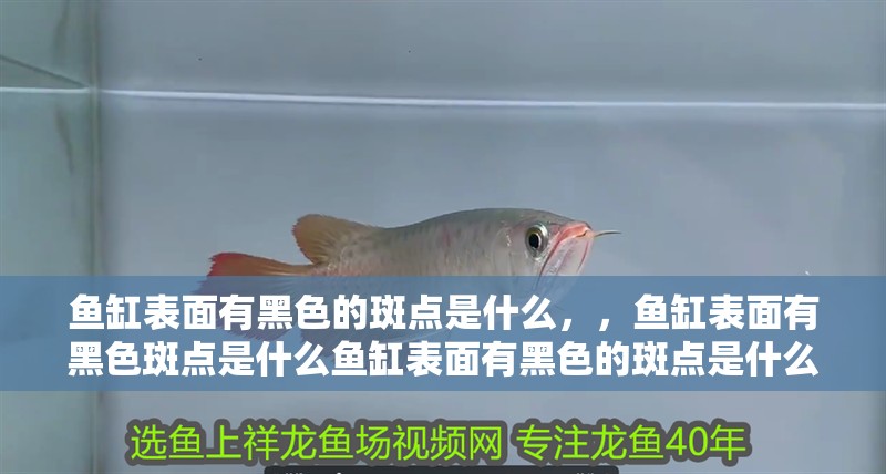 魚缸表面有黑色的斑點是什么，，魚缸表面有黑色斑點是什么魚缸表面有黑色的斑點是什么