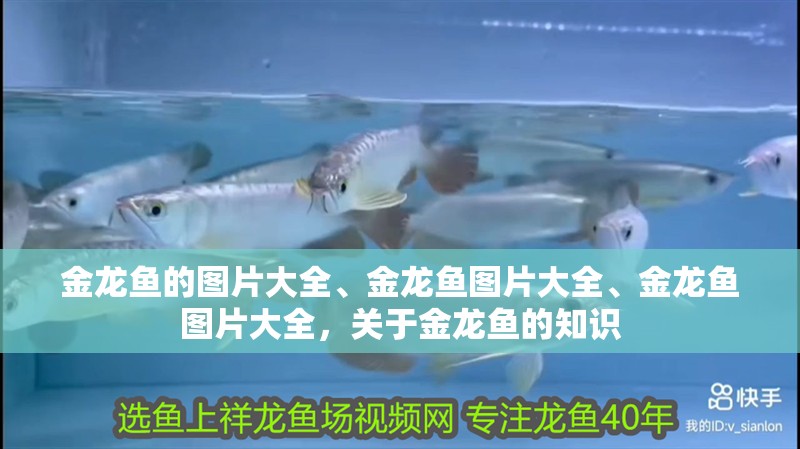 金龍魚的圖片大全、金龍魚圖片大全、金龍魚圖片大全，關于金龍魚的知識