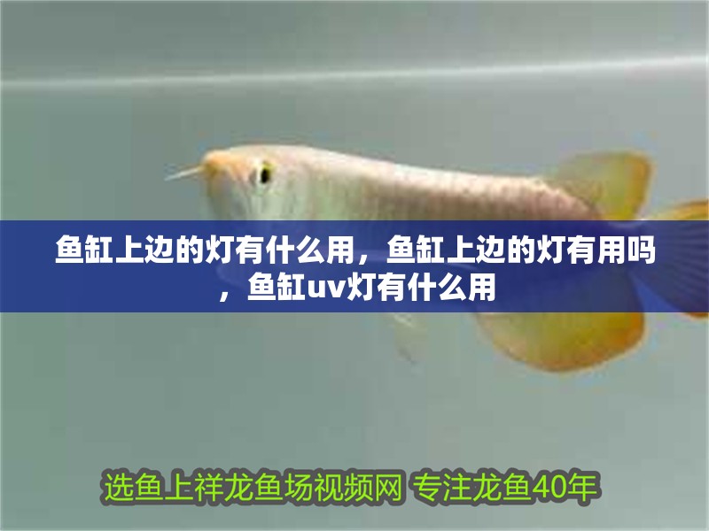 魚缸上邊的燈有什么用，魚缸上邊的燈有用嗎，魚缸u(yù)v燈有什么用