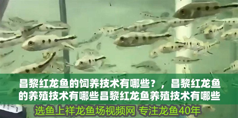 昌黎紅龍魚的飼養(yǎng)技術(shù)有哪些？，昌黎紅龍魚的養(yǎng)殖技術(shù)有哪些昌黎紅龍魚養(yǎng)殖技術(shù)有哪些