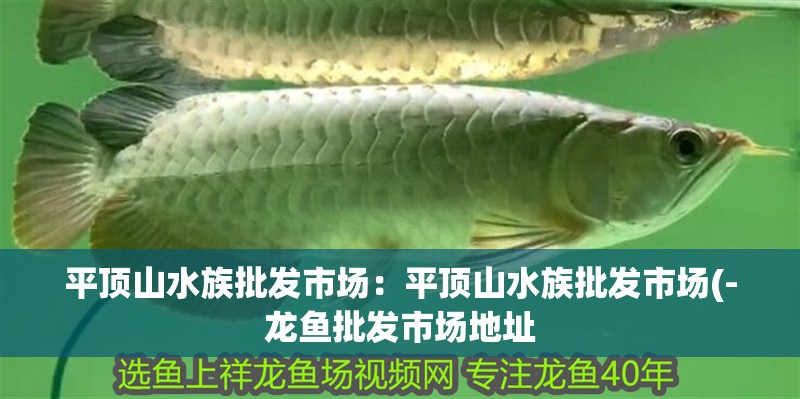 平頂山水族批發市場：平頂山水族批發市場(-龍魚批發市場地址