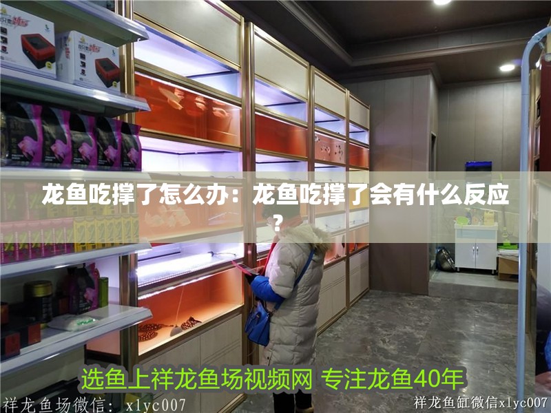 龍魚吃撐了怎么辦：龍魚吃撐了會有什么反應？