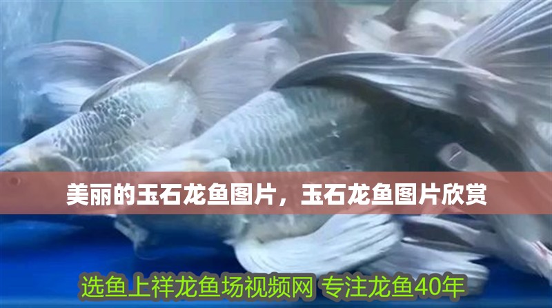 美麗的玉石龍魚圖片，玉石龍魚圖片欣賞 美麗的玉石龍魚圖片，玉石龍魚圖片欣賞 觀賞魚百科 第2張