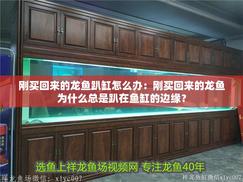 剛買回來的龍魚趴缸怎么辦：剛買回來的龍魚為什么總是趴在魚缸的邊緣？