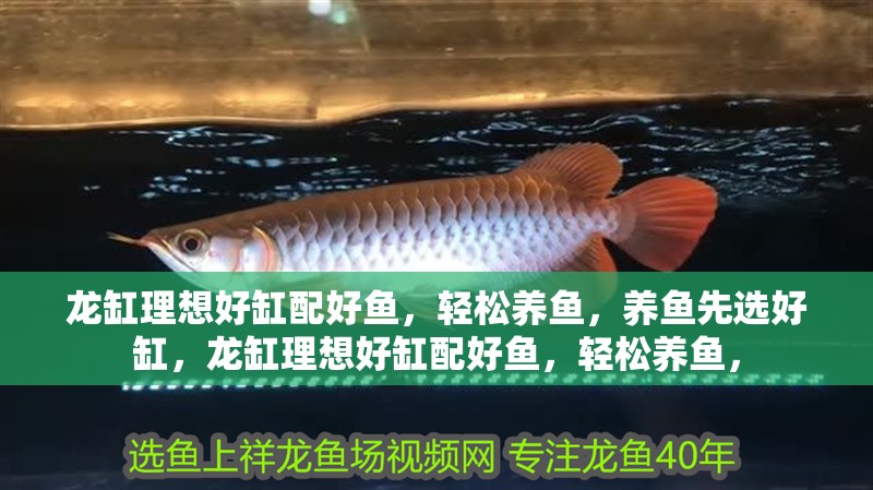 龍缸理想好缸配好魚，輕松養魚，養魚先選好缸，龍缸理想好缸配好魚，輕松養魚，