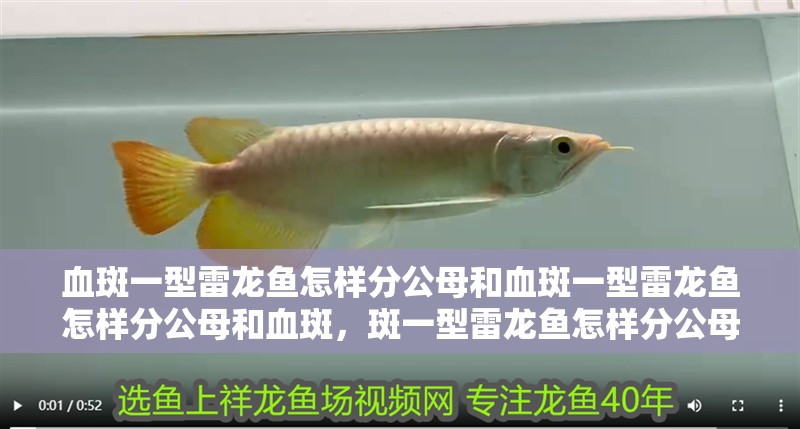 血斑一型雷龍魚怎樣分公母和血斑一型雷龍魚怎樣分公母和血斑，斑一型雷龍魚怎樣分公母