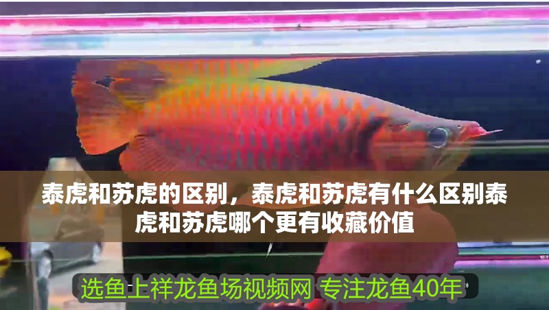 泰虎和蘇虎的區別，泰虎和蘇虎有什么區別泰虎和蘇虎哪個更有收藏價值