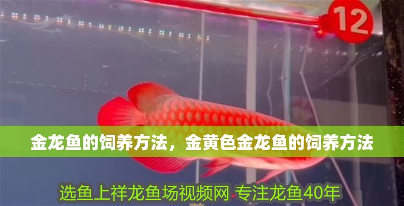 金龍魚的飼養方法，金黃色金龍魚的飼養方法 金龍魚的飼養方法，金黃色金龍魚的飼養方法 觀賞魚百科 第2張