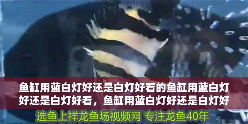 魚缸用藍白燈好還是白燈好看的魚缸用藍白燈好還是白燈好看，魚缸用藍白燈好還是白燈好看