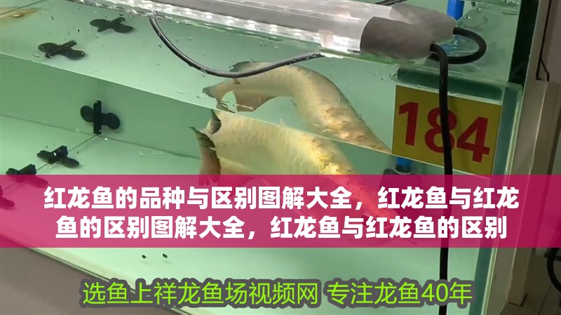 紅龍魚的品種與區(qū)別圖解大全，紅龍魚與紅龍魚的區(qū)別圖解大全，紅龍魚與紅龍魚的區(qū)別