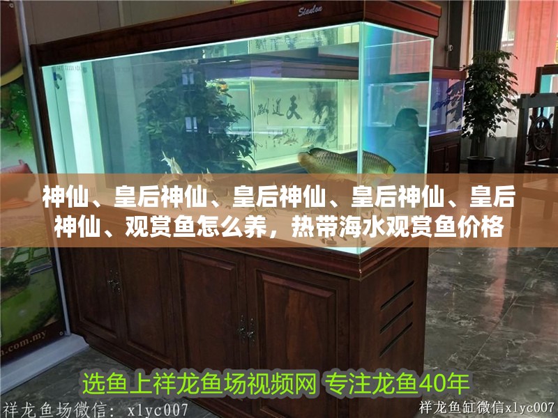 神仙、皇后神仙、皇后神仙、皇后神仙、皇后神仙、觀賞魚怎么養(yǎng)，熱帶海水觀賞魚價格
