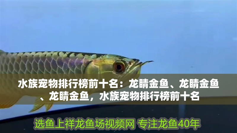 水族寵物排行榜前十名：龍睛金魚、龍睛金魚、龍睛金魚，水族寵物排行榜前十名