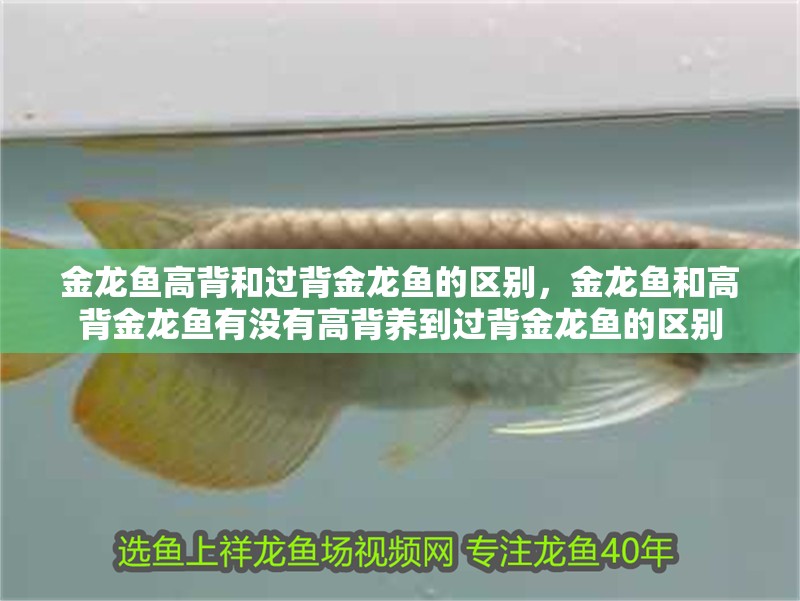 金龍魚高背和過背金龍魚的區別，金龍魚和高背金龍魚有沒有高背養到過背金龍魚的區別