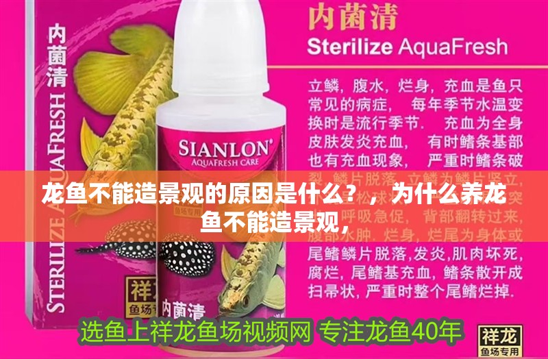 龍魚不能造景觀的原因是什么？，為什么養龍魚不能造景觀，