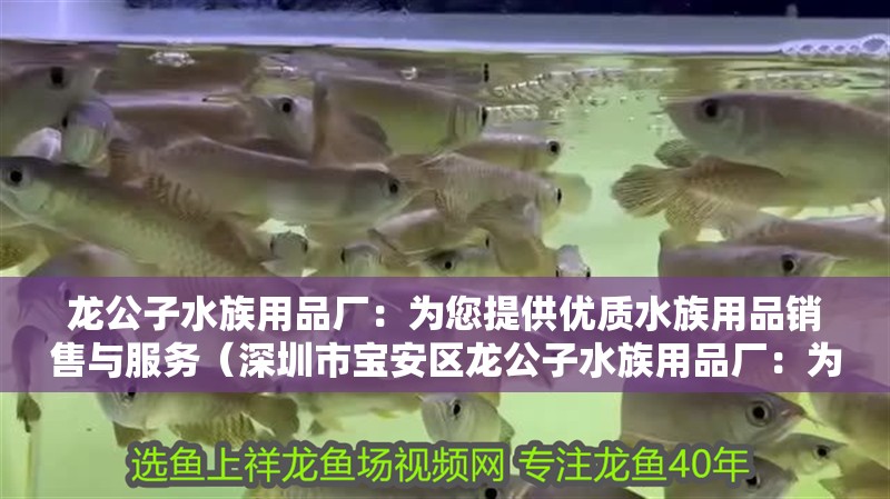 龍公子水族用品廠：為您提供優質水族用品銷售與服務（深圳市寶安區龍公子水族用品廠：為您提供優質水族用品銷售與服務）
