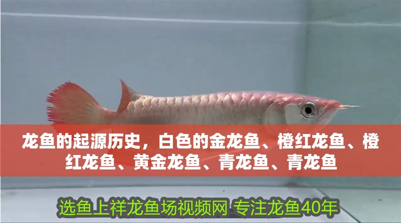 龍魚的起源歷史，白色的金龍魚、橙紅龍魚、橙紅龍魚、黃金龍魚、青龍魚、青龍魚