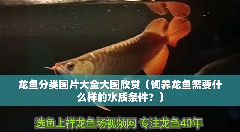 龍魚分類圖片大全大圖欣賞（飼養(yǎng)龍魚需要什么樣的水質(zhì)條件？）