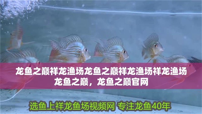 龍魚之巔祥龍漁場龍魚之巔祥龍漁場祥龍漁場龍魚之巔，龍魚之巔官網