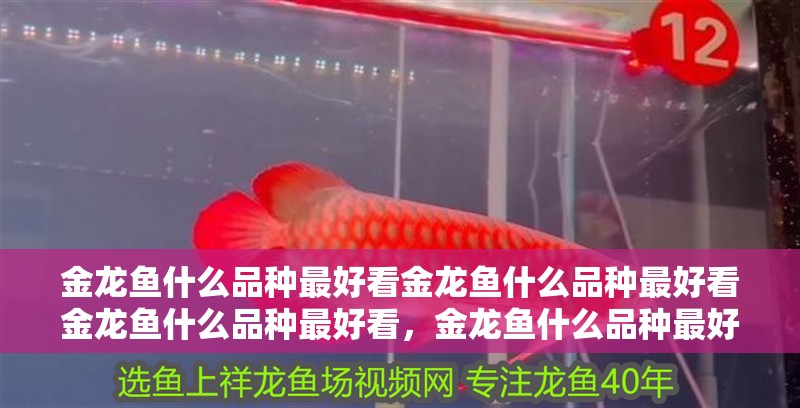 金龍魚什么品種最好看金龍魚什么品種最好看金龍魚什么品種最好看，金龍魚什么品種最好看