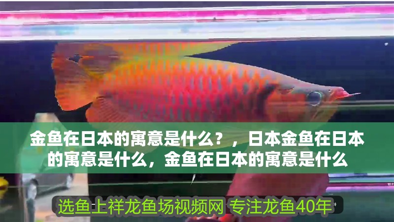 金魚在日本的寓意是什么？，日本金魚在日本的寓意是什么，金魚在日本的寓意是什么
