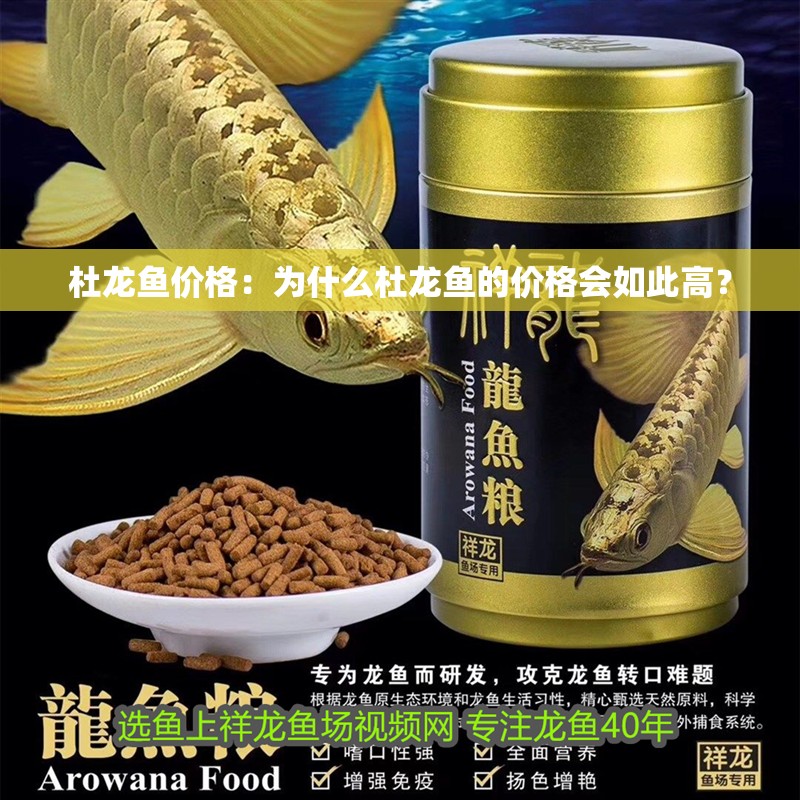 杜龍魚價(jià)格：為什么杜龍魚的價(jià)格會(huì)如此高？