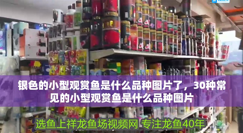 銀色的小型觀賞魚是什么品種圖片了，30種常見的小型觀賞魚是什么品種圖片