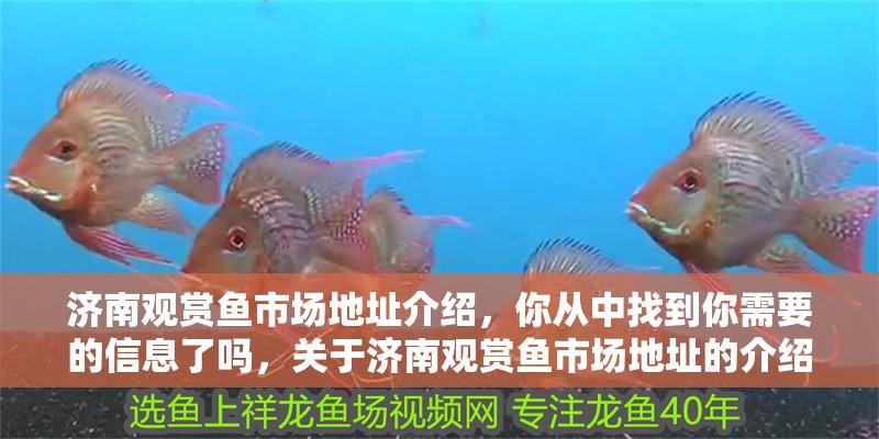 濟(jì)南觀賞魚市場(chǎng)地址介紹,你從中找到你需要的信息了嗎,關(guān)于濟(jì)南觀賞魚市場(chǎng)地址的介紹 觀賞魚百科 第2張 濟(jì)南觀賞魚市場(chǎng)地址介紹,你從中找到你需要的信息了嗎,關(guān)于濟(jì)南觀賞魚市場(chǎng)地址的介紹 濟(jì)南觀賞魚市場(chǎng)地址介紹,你從中找到你需要的信息了嗎,關(guān)于濟(jì)南觀賞魚市場(chǎng)地址的介紹 觀賞魚百科 第2張