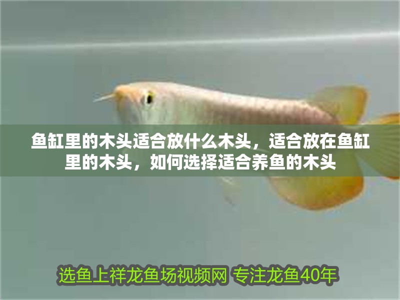 魚缸里的木頭適合放什么木頭，適合放在魚缸里的木頭，如何選擇適合養(yǎng)魚的木頭