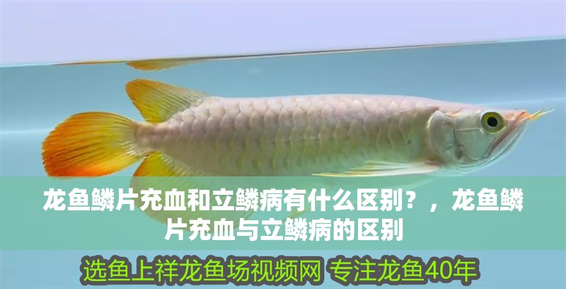 龍魚(yú)鱗片充血和立鱗病有什么區(qū)別？，龍魚(yú)鱗片充血與立鱗病的區(qū)別