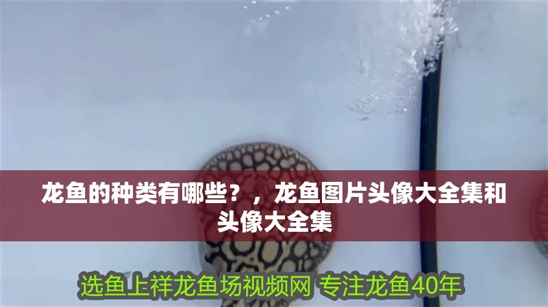 龍魚的種類有哪些？，龍魚圖片頭像大全集和頭像大全集