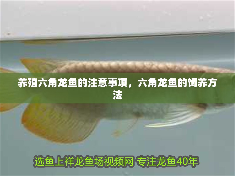養殖六角龍魚的注意事項，六角龍魚的飼養方法