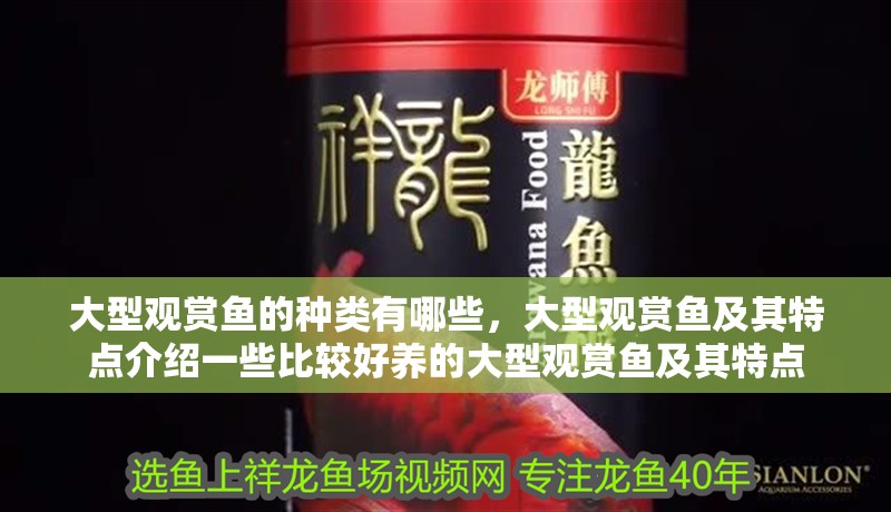 大型觀賞魚的種類有哪些，大型觀賞魚及其特點介紹一些比較好養(yǎng)的大型觀賞魚及其特點