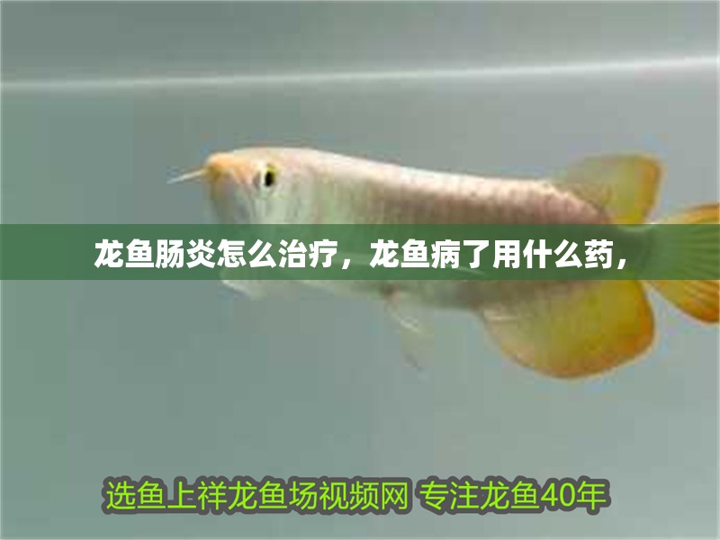 龍魚腸炎怎么治療，龍魚病了用什么藥，