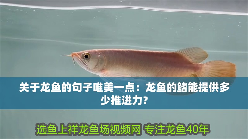 關于龍魚的句子唯美一點：龍魚的鰭能提供多少推進力？