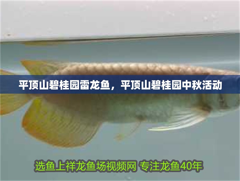 平頂山碧桂園雷龍魚，平頂山碧桂園中秋活動