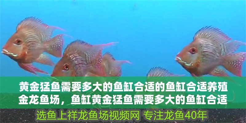 黃金猛魚需要多大的魚缸合適的魚缸合適養殖金龍魚場，魚缸黃金猛魚需要多大的魚缸合適