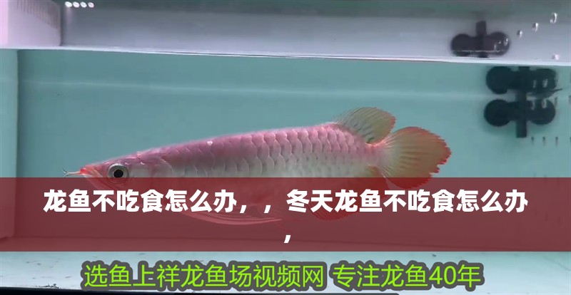 龍魚不吃食怎么辦，，冬天龍魚不吃食怎么辦，