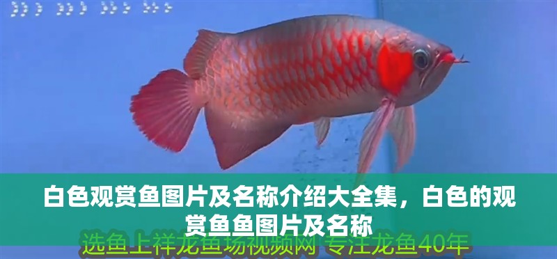 白色觀賞魚圖片及名稱介紹大全集，白色的觀賞魚魚圖片及名稱
