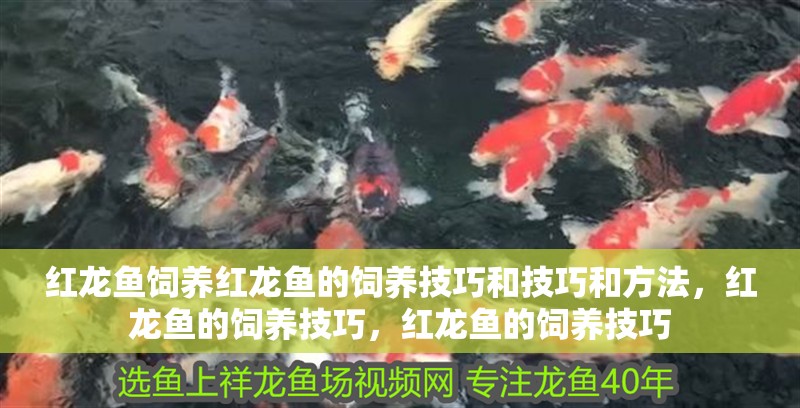 紅龍魚(yú)飼養(yǎng)紅龍魚(yú)的飼養(yǎng)技巧和技巧和方法，紅龍魚(yú)的飼養(yǎng)技巧，紅龍魚(yú)的飼養(yǎng)技巧