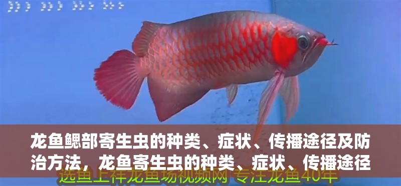 龍魚鰓部寄生蟲的種類、癥狀、傳播途徑及防治方法，龍魚寄生蟲的種類、癥狀、傳播途徑以及防治方法