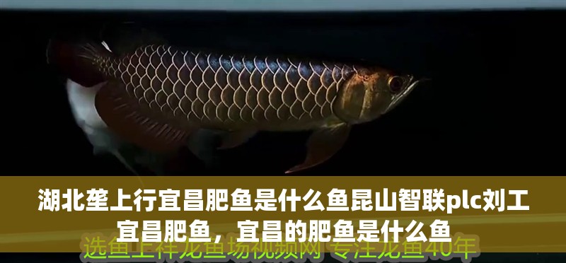 湖北壟上行宜昌肥魚是什么魚昆山智聯(lián)plc劉工宜昌肥魚，宜昌的肥魚是什么魚