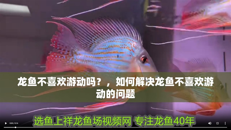 龍魚不喜歡游動(dòng)嗎？，如何解決龍魚不喜歡游動(dòng)的問題 龍魚不喜歡游動(dòng)嗎？，如何解決龍魚不喜歡游動(dòng)的問題 觀賞魚百科 第2張