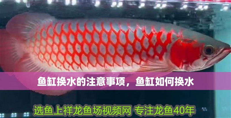 魚缸換水的注意事項，魚缸如何換水