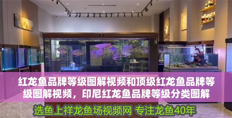 紅龍魚品牌等級圖解視頻和頂級紅龍魚品牌等級圖解視頻，印尼紅龍魚品牌等級分類圖解