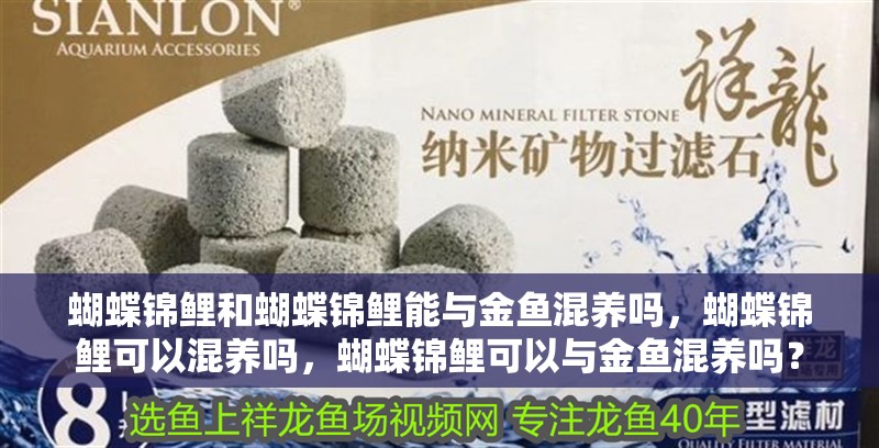 蝴蝶錦鯉和蝴蝶錦鯉能與金魚混養嗎，蝴蝶錦鯉可以混養嗎，蝴蝶錦鯉可以與金魚混養嗎？