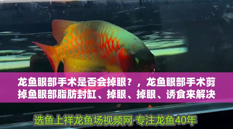 龍魚眼部手術是否會掉眼？，龍魚眼部手術剪掉魚眼部脂肪封缸、掉眼、掉眼、誘食來解決